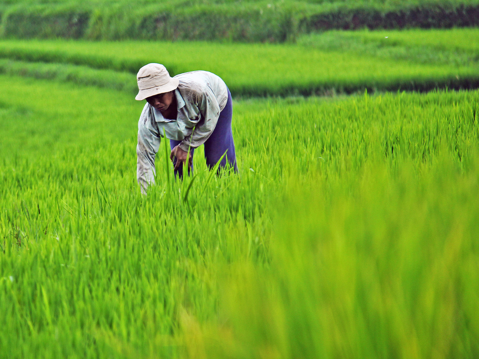 Rice farm