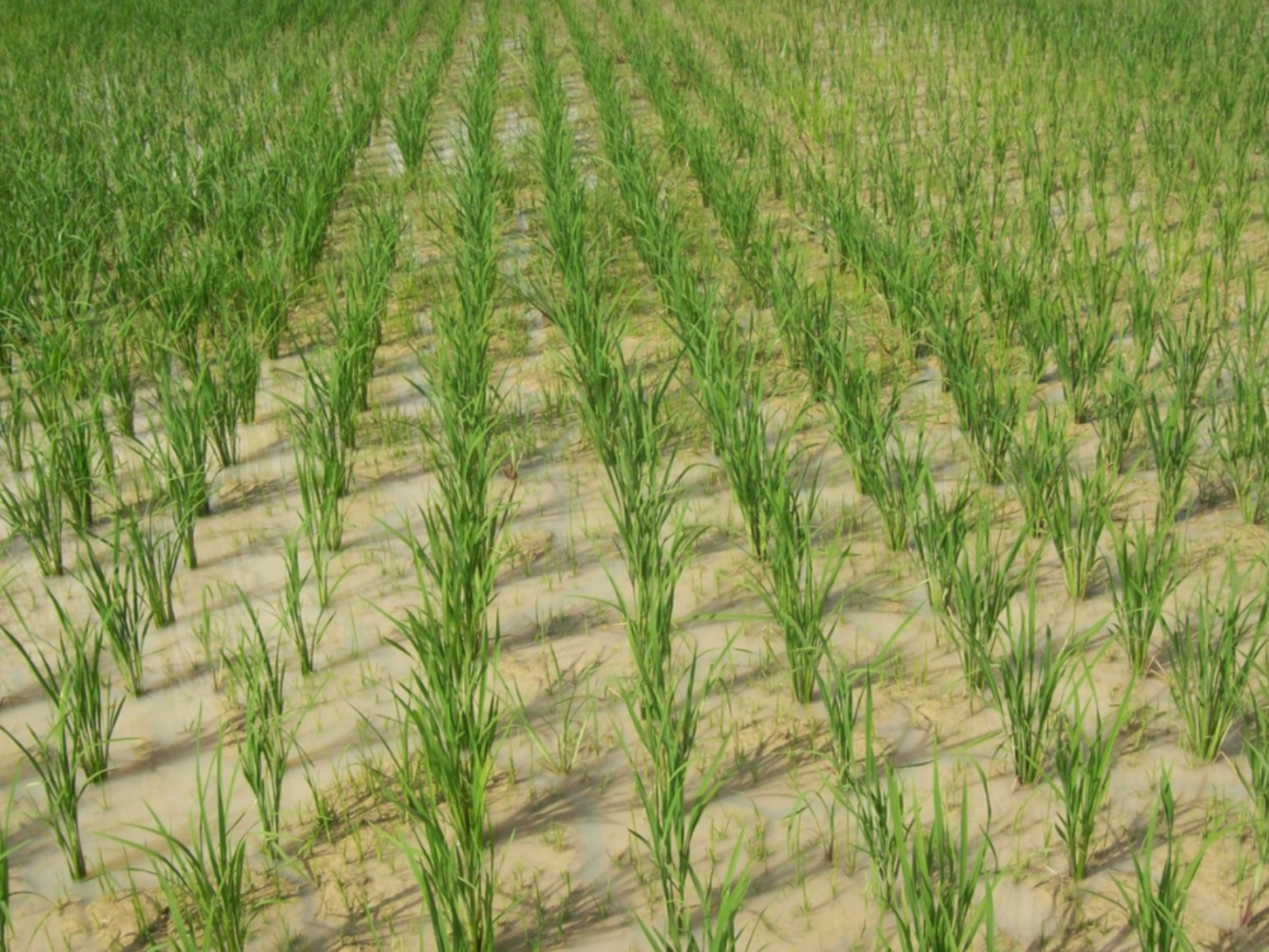 rice farm 2