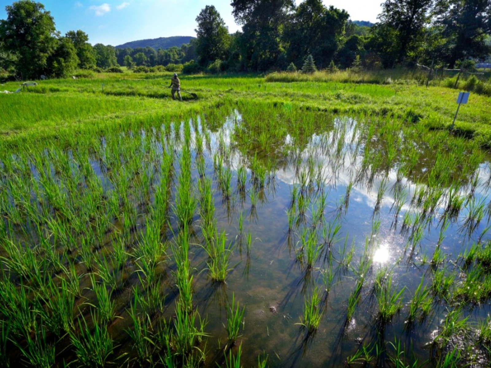 rice farm 3